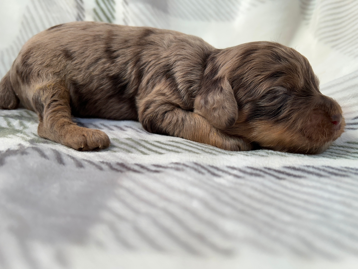 Male Cockapoo Puppy for Sale DOB 10-24-2025 $950